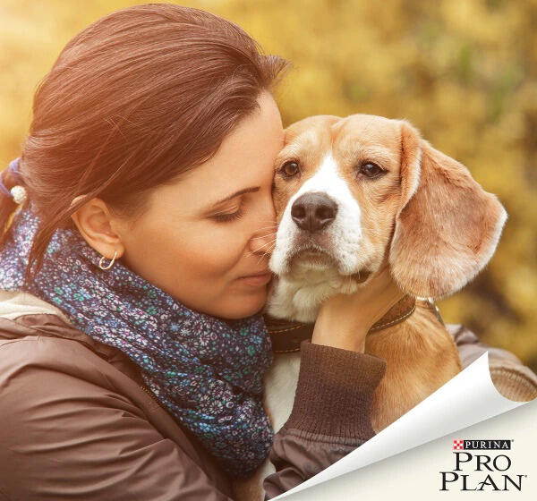 beagle kutya gazdájával őszi naplementében beagle kutya gazdájával őszi naplementében