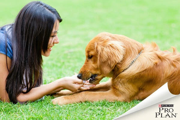 fiatal golden retriever kutya jutalomfalatot kap fiatal golden retriever kutya jutalomfalatot kap