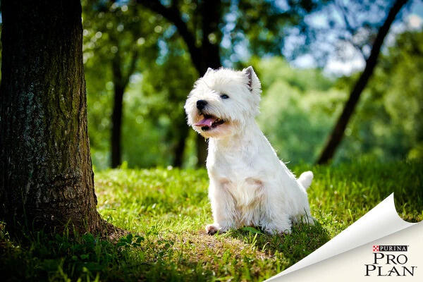 fehér kistestű kutya westie fehér kistestű kutya westie