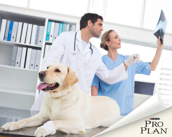 Labrador bekötözött manccsal állatorvosok röntgenképet néznek Labrador bekötözött manccsal állatorvosok röntgenképet néznek