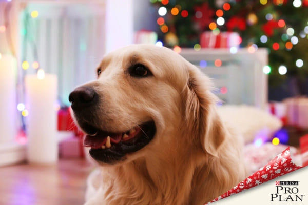 golden retriever a karácsonyfánál golden retriever a karácsonyfánál
