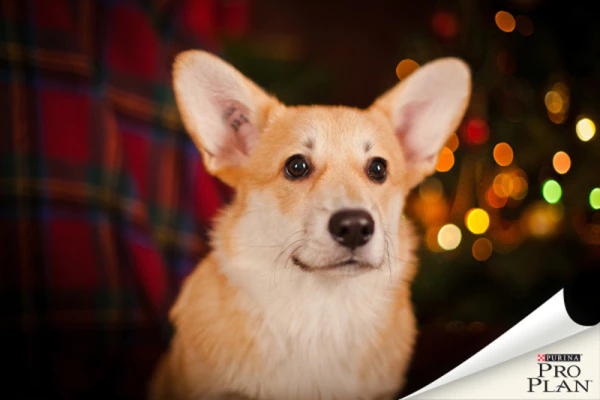corgi kutya rémülten este corgi kutya rémülten este
