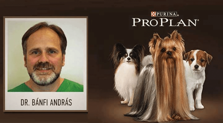Dr. Bánfi András profilkép kistestű kutyákkal Dr. Bánfi András profilkép kistestű kutyákkal