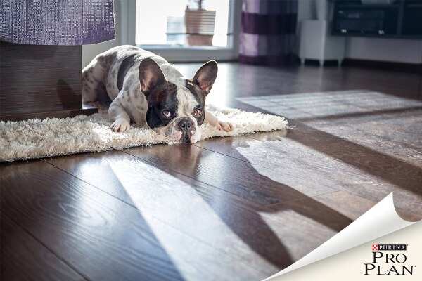 foltos francia bulldog szőnyegen fekszik foltos francia bulldog szőnyegen fekszik