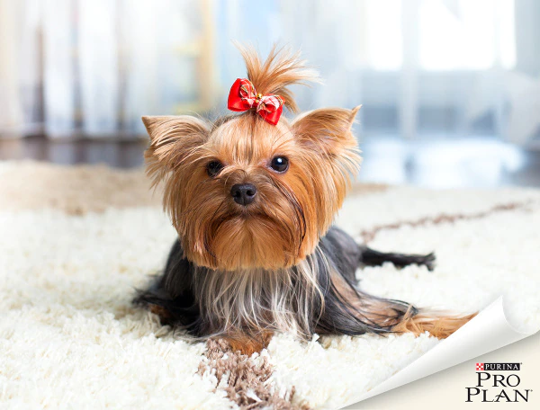 yorkshire terrier szőnyegen masnival a fején yorkshire terrier szőnyegen masnival a fején