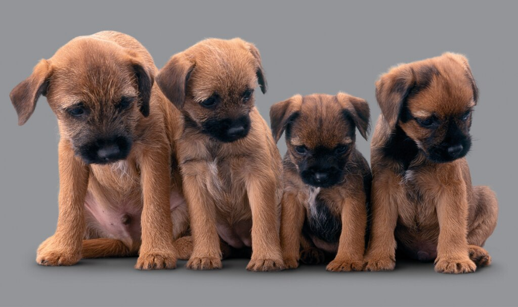 terrier kölykök egy sorban ülnek terrier kölykök egy sorban ülnek