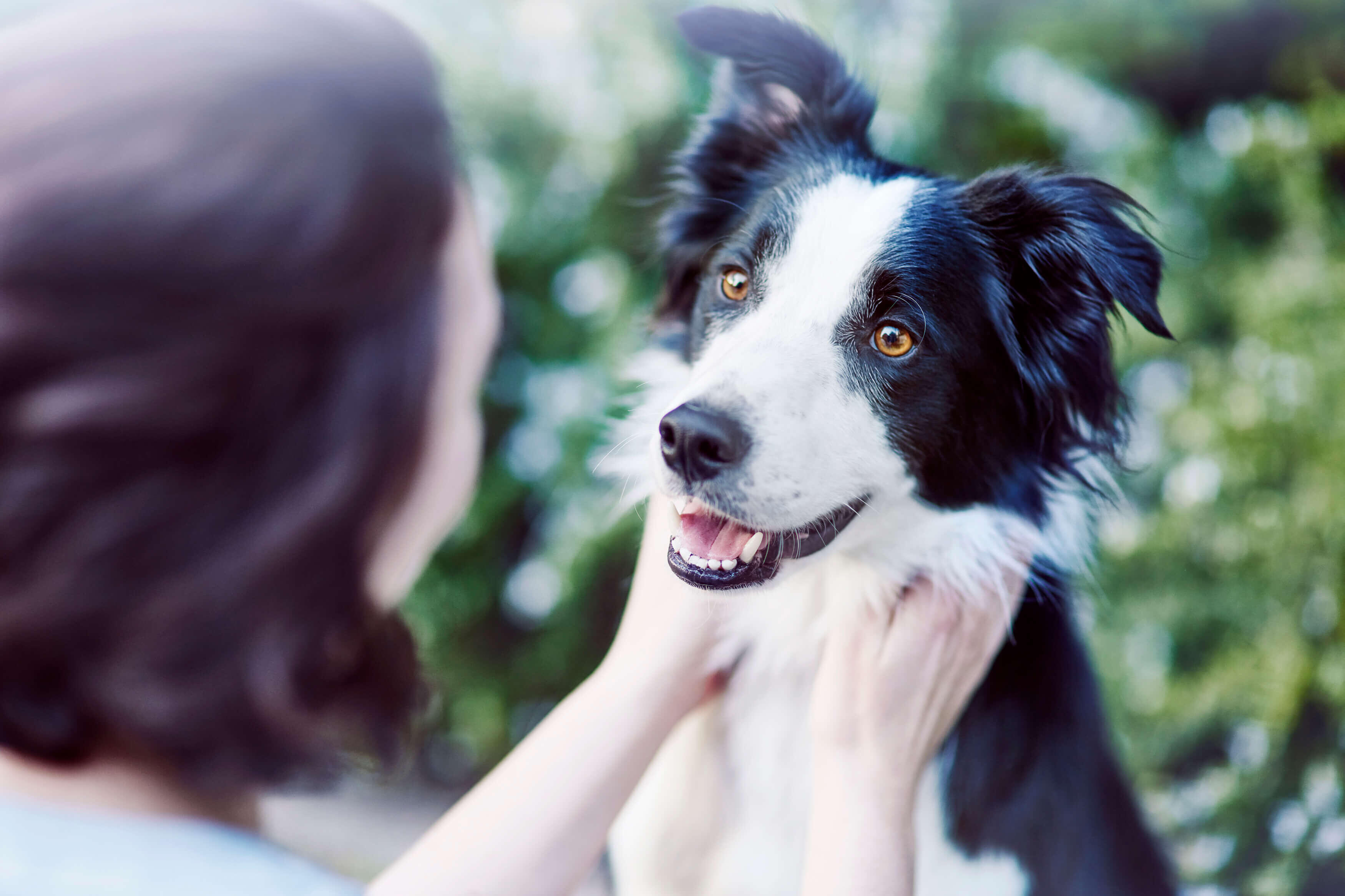 fekete-fehér border collie közelről
