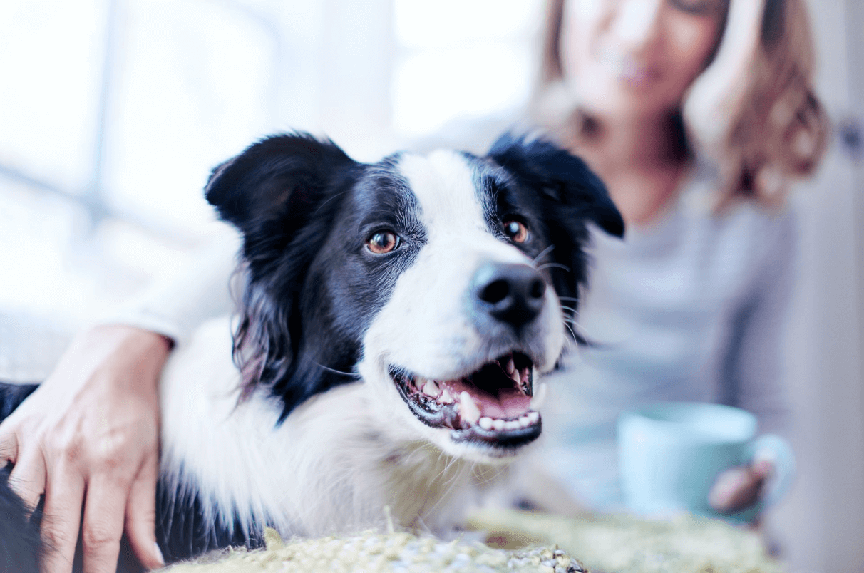 fekete-fehér border collie gazdájával pihen
