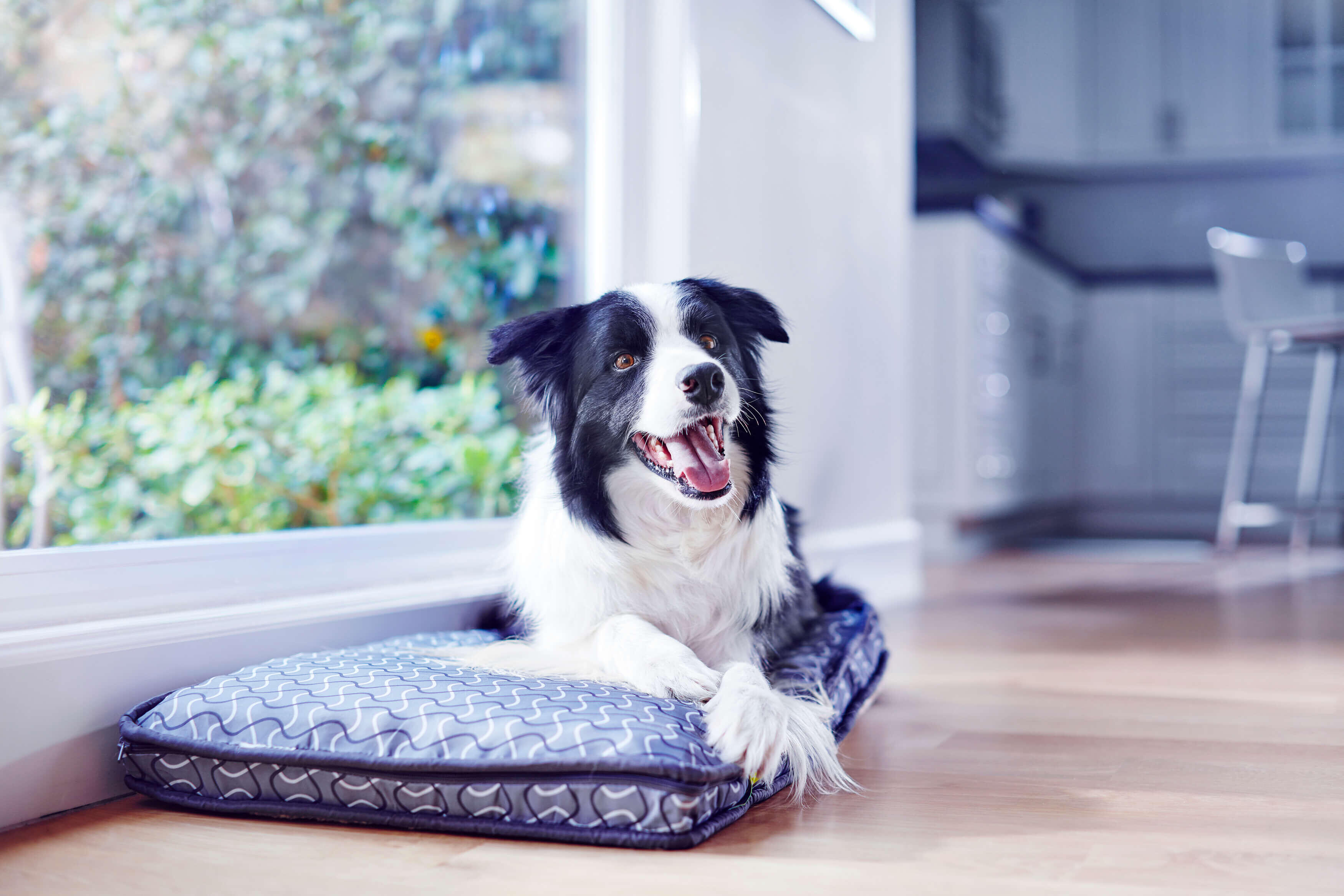 fekete-fehér border collie fekhelyén pihen