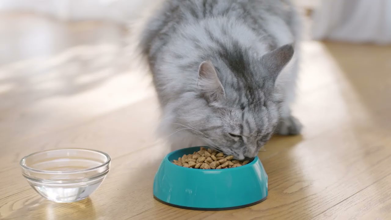 Purina ONE Bifensis - A belső egyensúly kívülről is szemmel látható