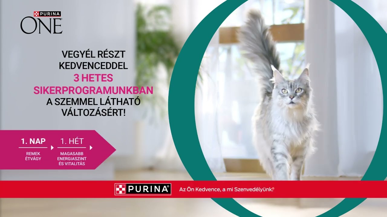 PURINA ONE 3 Hetes Sikerprogram