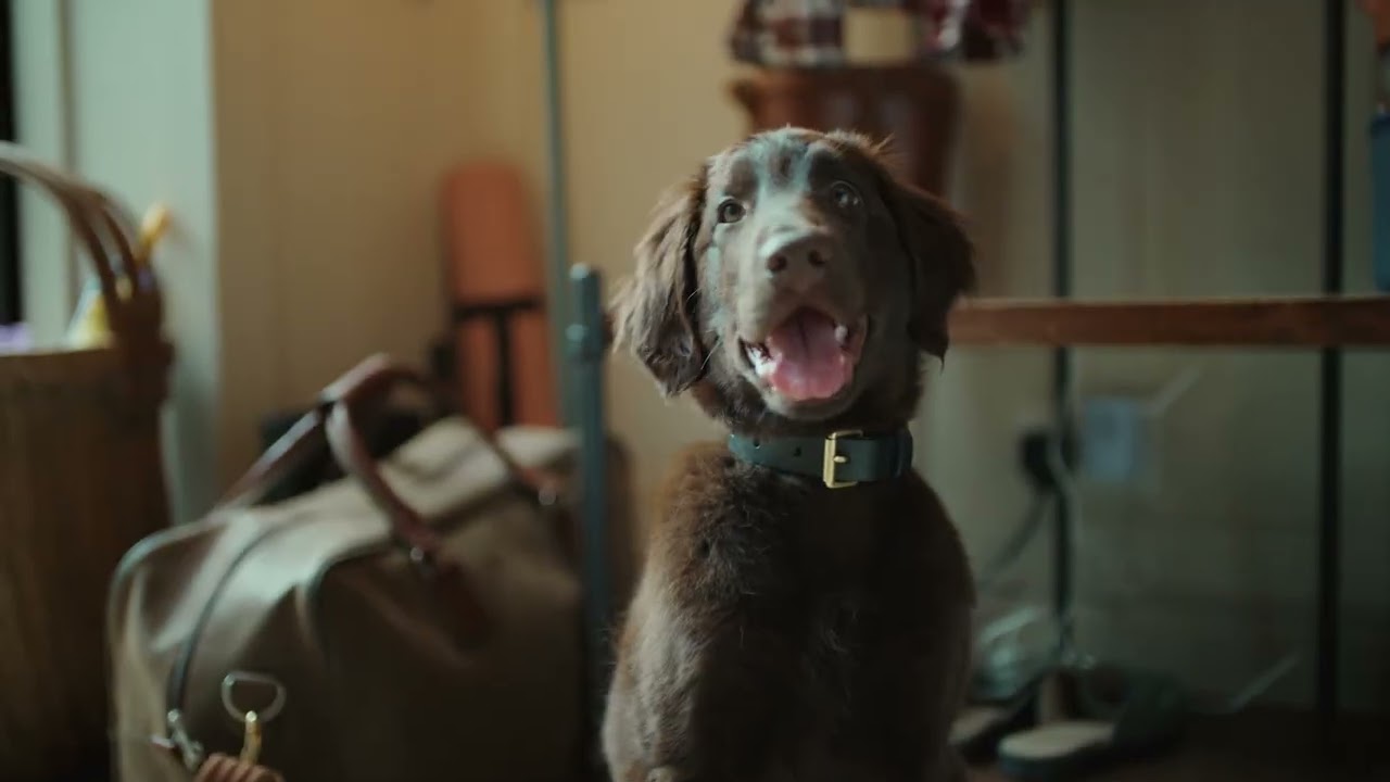 Tápláld kedvenced, akár egy PRO – Andy Murray és Bonnie