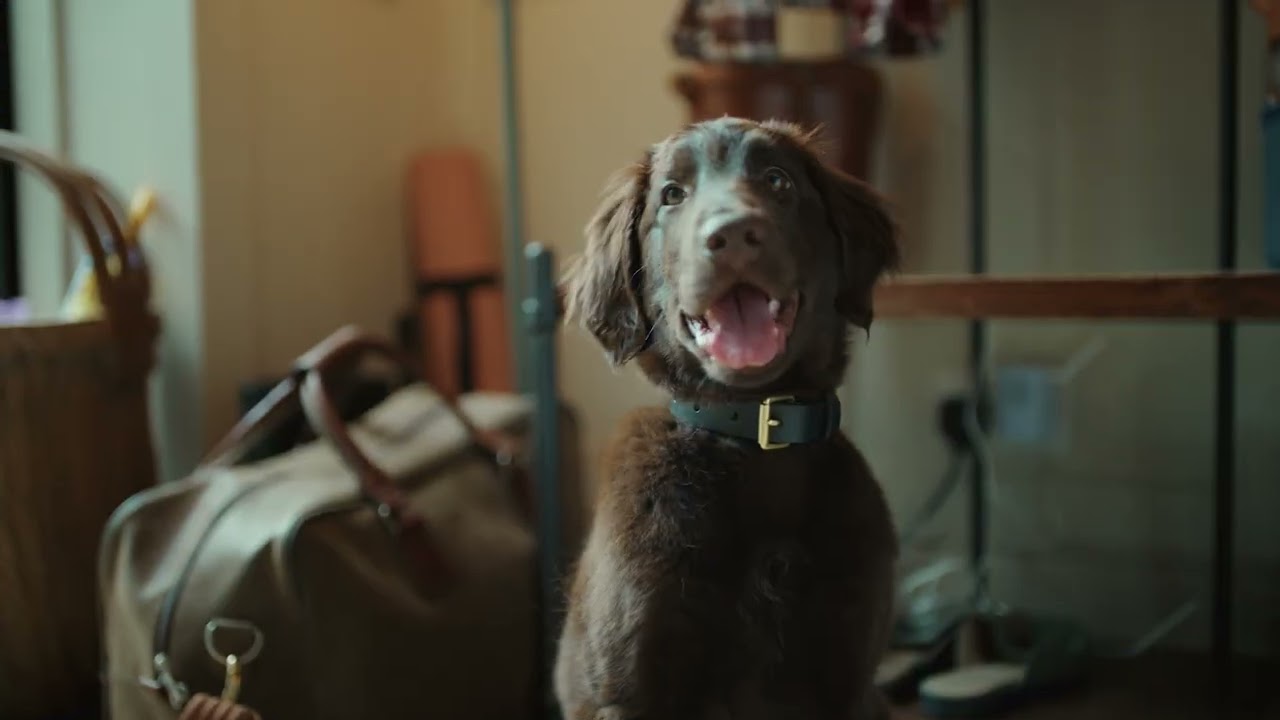 YouTube | ​​​PRO PLAN ® feed your pet like a PRO!