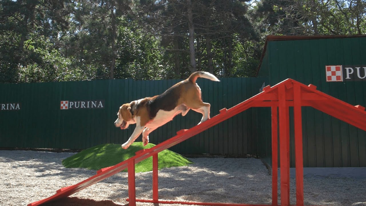 Purina Magyarország x HEROSZ Állatotthon: így segít az agility park a menhelyi kutyáknak