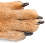 Paw Dog Desktop 2