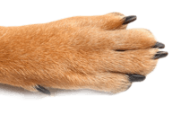 Paw Dog Mobile
